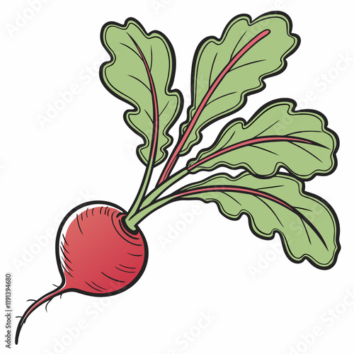 radish isolated on white background