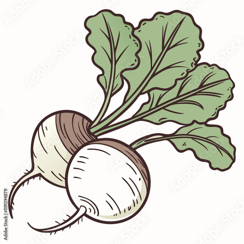 radish illustration