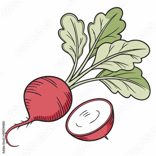 illustration of a radish