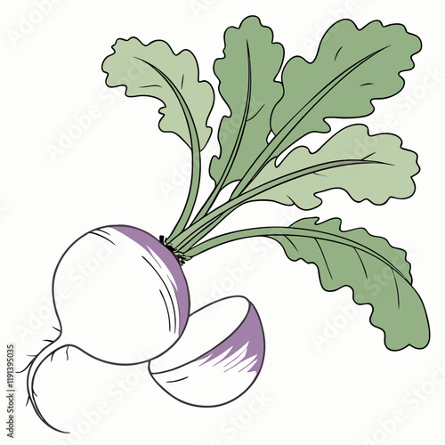 illustration of a radish