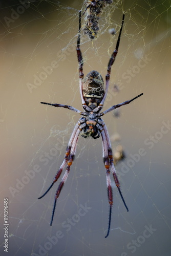 Australian golden orb weaver (Trichonephila edulis)