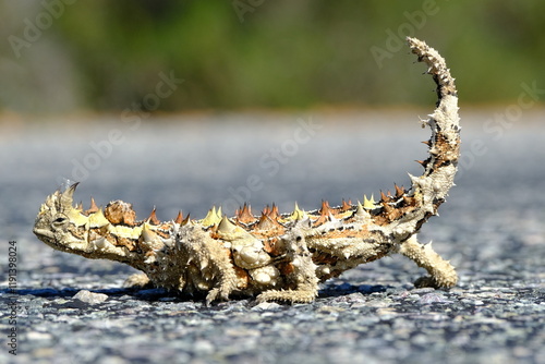 Thorny Devil (Moloch horridus)