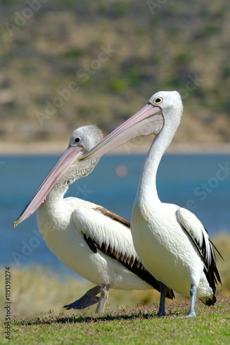 Australian Pelican (Pelecanus conspicillatus)