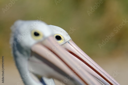 Australian Pelican (Pelecanus conspicillatus)