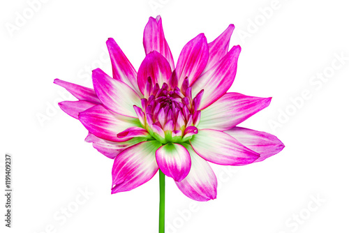 Open Red Dahlia Flower on a White Background. Blooming Pink Plant Natural Concept photo