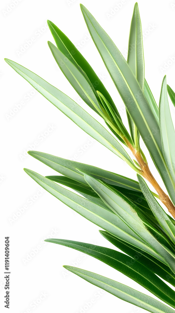 Lush green leaves, close-up shot, isolated on white, ideal for natural product packaging or botanical illustrations Lush green leaves, close-up shot, isolated on white, ideal for natural product packaging or botanical illustrations
