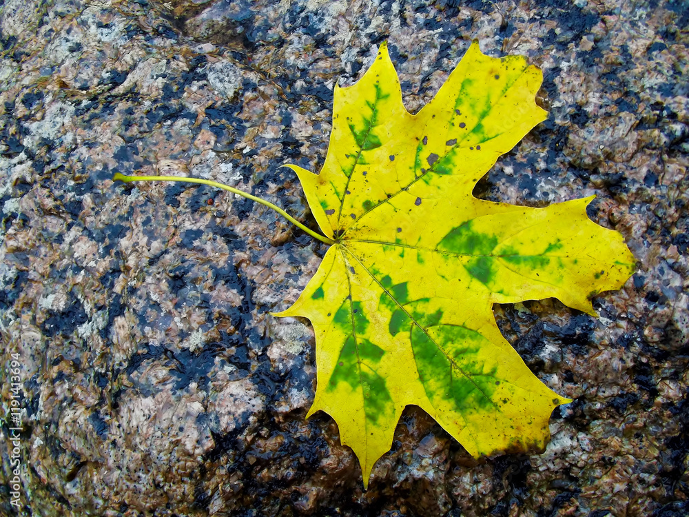 Ein Blatt im Herbst auf einem Granitstein