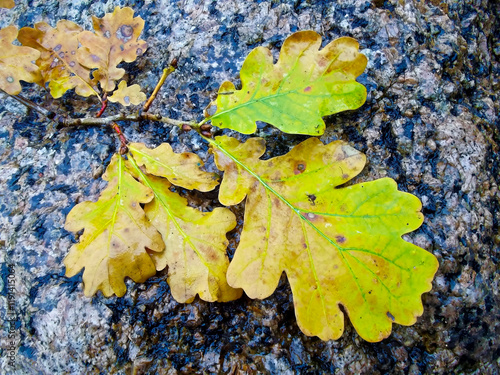 Ein Blatt im Herbst auf einem Granitstein