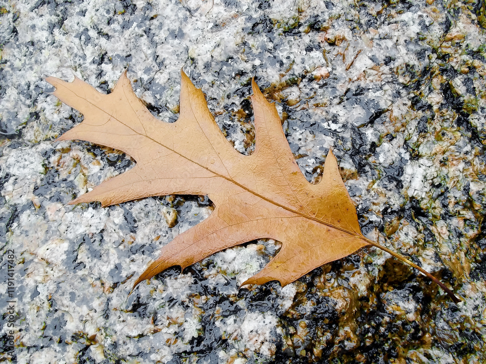 Ein Blatt im Herbst auf einem Granitstein