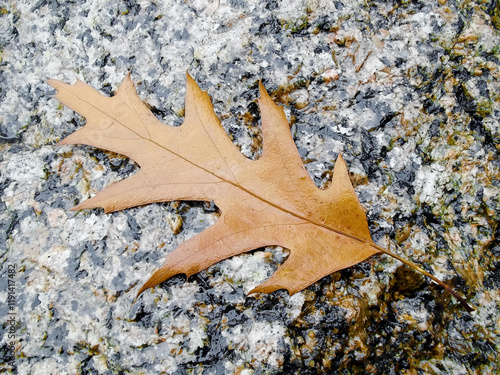 Obraz na płótnie Ein Blatt im Herbst auf einem Granitstein w salonie