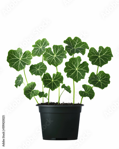 Lush green potted plant, home decor, vibrant leaves, isolated on white background, ideal for interior design websites