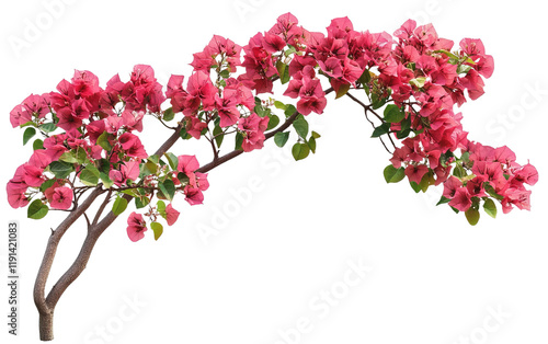 Bush tree flower of bougainvillea isolated on white or transparent background