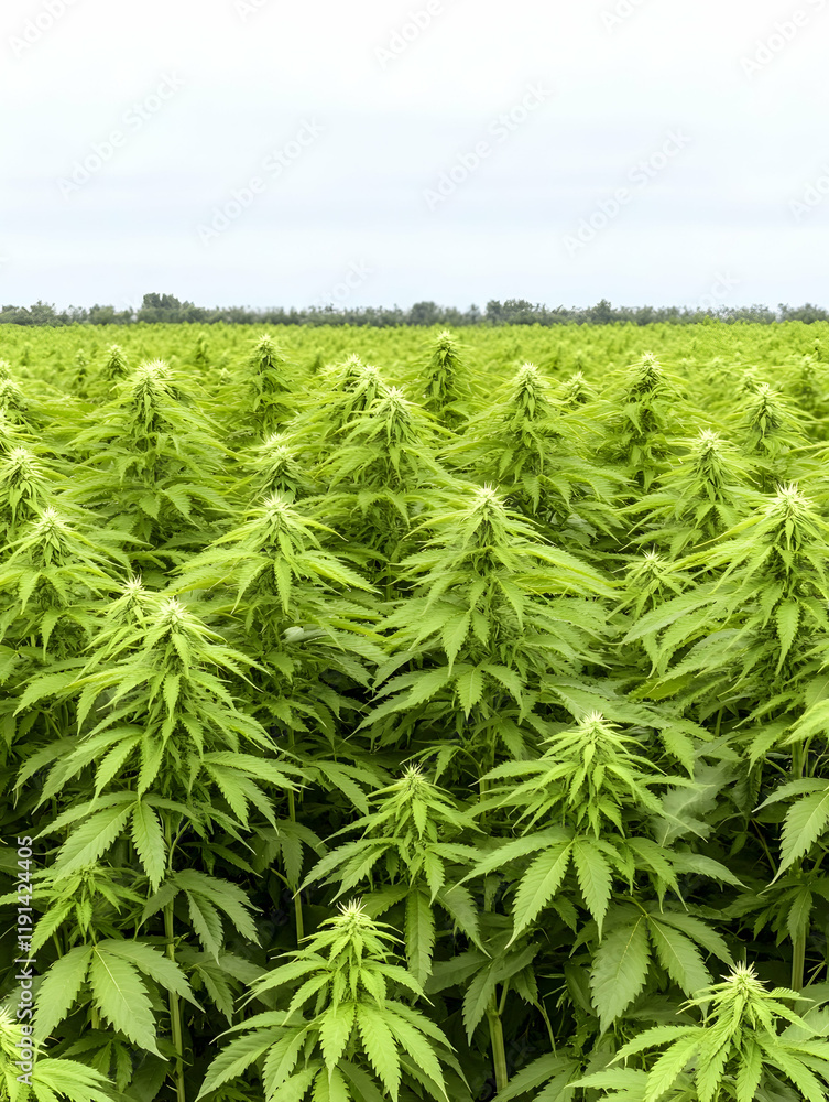 Lush hemp field under a cloudy sky, agricultural landscape, rural farming scene, for industry or environmental uses Lush hemp field under a cloudy sky, agricultural landscape, rural farming scene, for industry or environmental uses