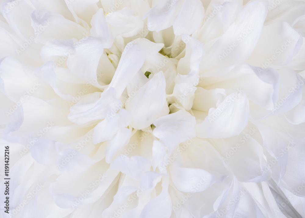 Abstract macro of a chrysanthemum blossom