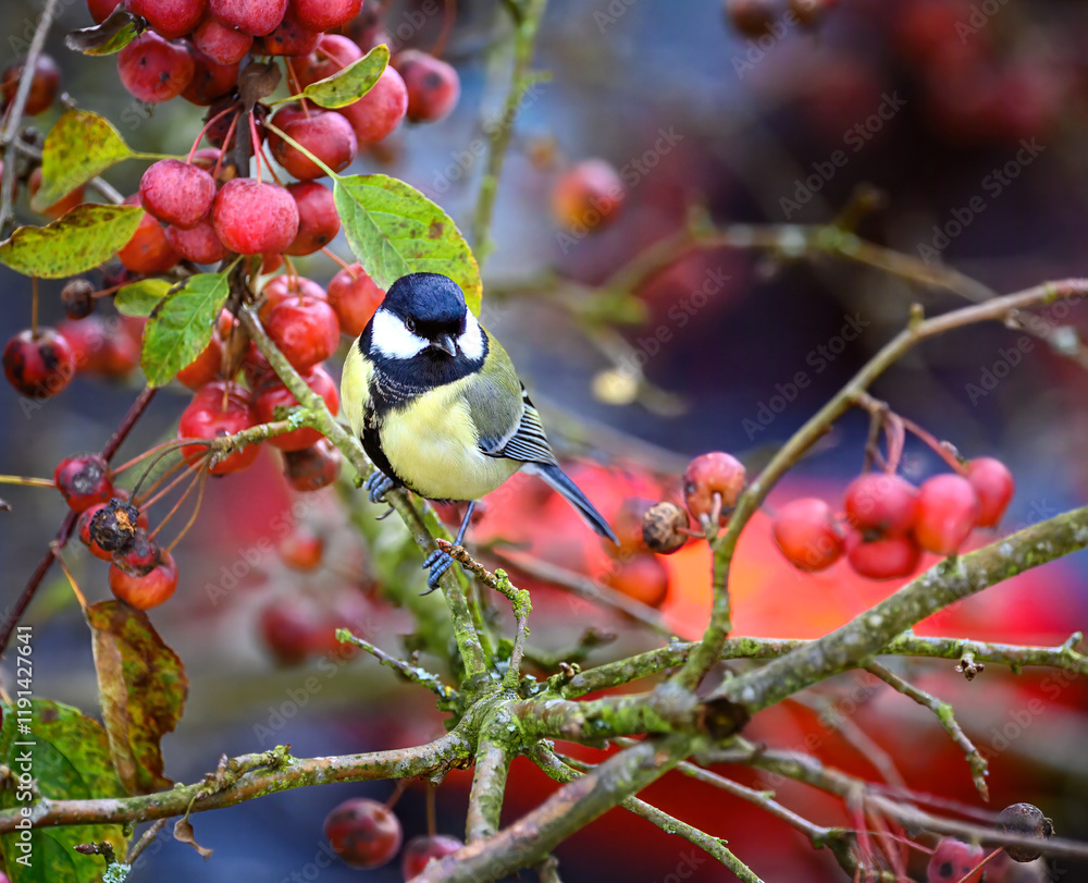 Great Tit bird sitting on a apple tree branch
