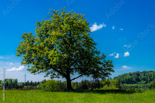 Einsamer Kastanienbaum unter blauem Himmel
