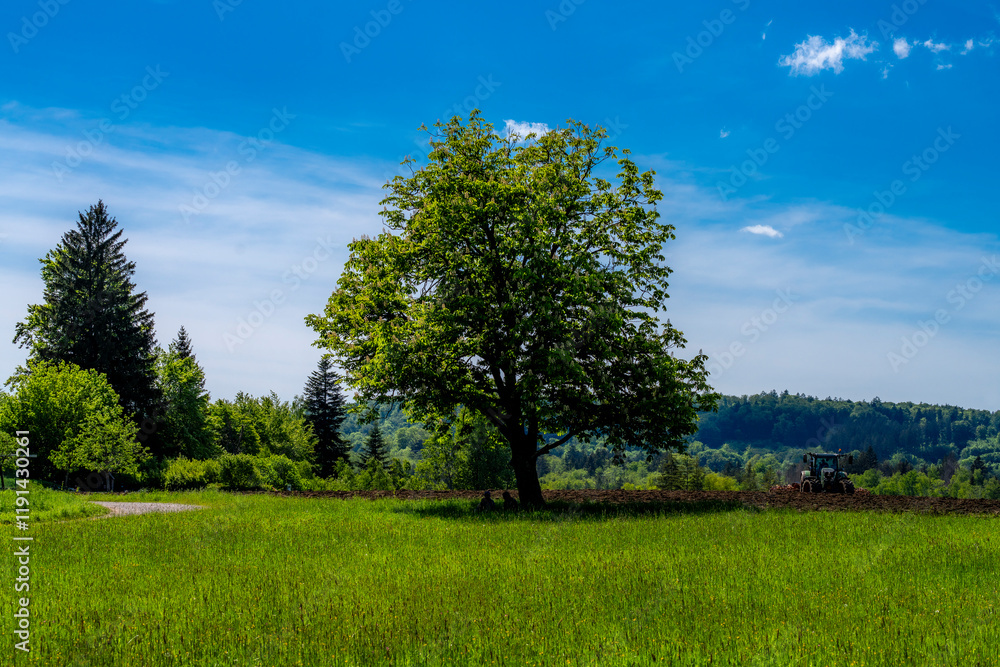 Fototapeta premium Kastanienbaum im Leutstettener Moos bei Starnberg Oberbayern