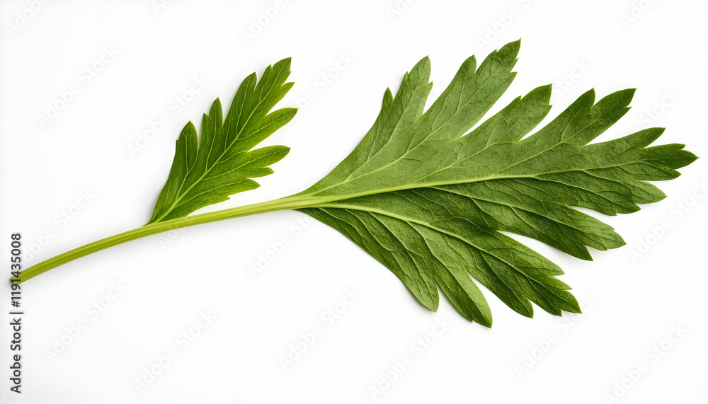 Single green leaf on white background, studio shot, food ingredient, healthy eating Single green leaf on white background, studio shot, food ingredient, healthy eating