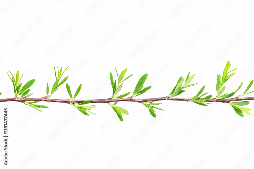 Spring branch with vibrant green leaves, isolated on white background, ideal for nature designs or spring themes Spring branch with vibrant green leaves, isolated on white background, ideal for nature designs or spring themes