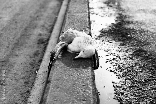 Fotografie Decadence