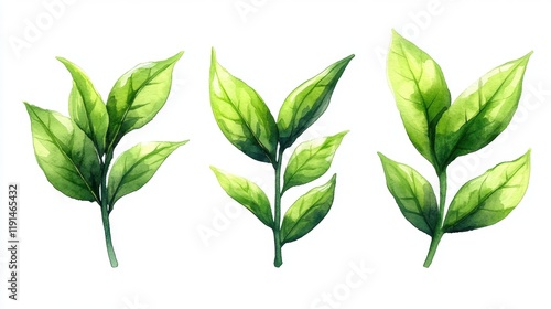 Green Leaf Illustrations with Fresh and Natural Aesthetic Appeal