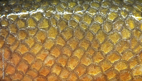 Shimmering close-up of fish scales photo