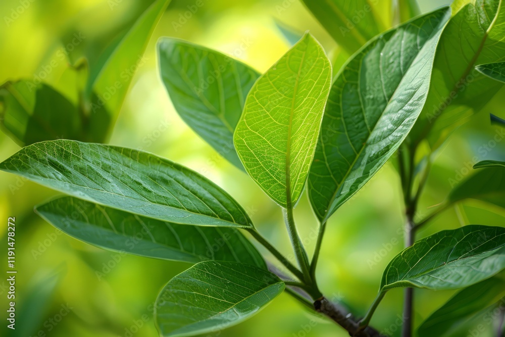 Close up of vibrant green leaves growing on a branch, illuminated by sunlight, creating a natural and fresh background Close up of vibrant green leaves growing on a branch, illuminated by sunlight, creating a natural and fresh background