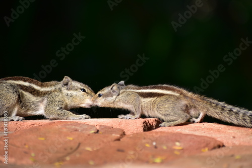 Squirrels are members of the family Sciuridae, a family that includes small or medium-sized rodents. The squirrel family includes tree squirrels, ground squirrels, and flying squirrels.  photo