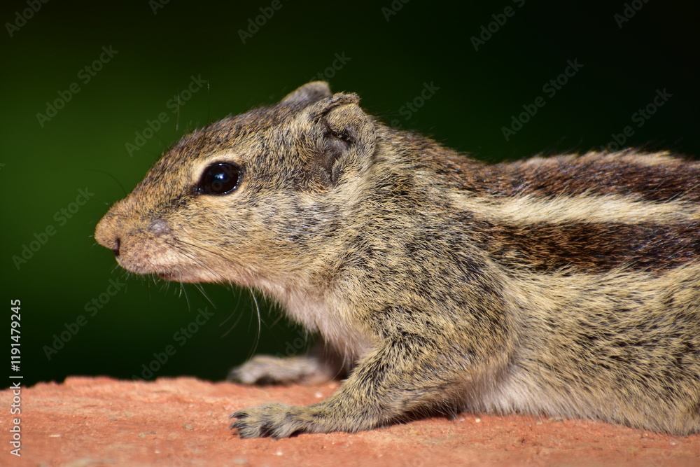 Squirrels are members of the family Sciuridae, a family that includes small or medium-sized rodents. The squirrel family includes tree squirrels, ground squirrels, and flying squirrels. Squirrels are members of the family Sciuridae, a family that includes small or medium-sized rodents. The squirrel family includes tree squirrels, ground squirrels, and flying squirrels.