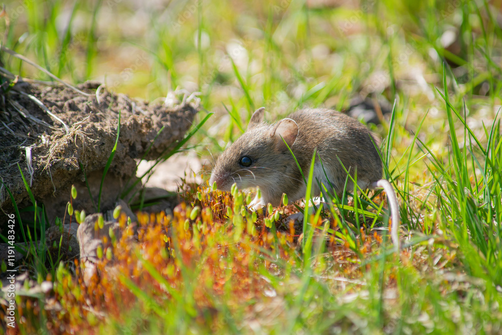 Cautious mouse exploring spring road Cautious mouse exploring spring road