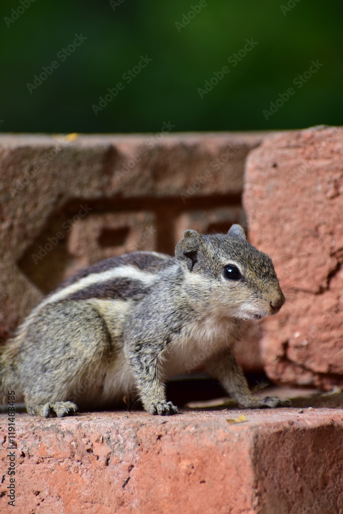 Squirrels are members of the family Sciuridae, a family that includes small or medium-sized rodents. The squirrel family includes tree squirrels, ground squirrels, and flying squirrels. Squirrels are members of the family Sciuridae, a family that includes small or medium-sized rodents. The squirrel family includes tree squirrels, ground squirrels, and flying squirrels.