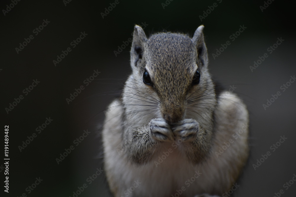 Squirrels are members of the family Sciuridae, a family that includes small or medium-sized rodents. The squirrel family includes tree squirrels, ground squirrels, and flying squirrels. Squirrels are members of the family Sciuridae, a family that includes small or medium-sized rodents. The squirrel family includes tree squirrels, ground squirrels, and flying squirrels.