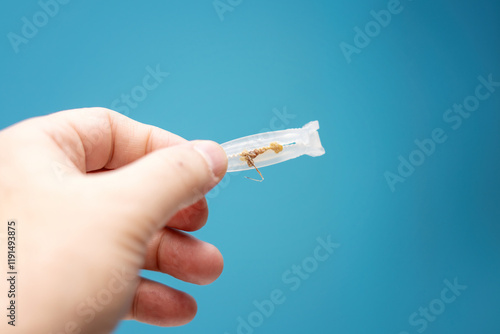 close-up of a used umbilical cord clamp with remnants of the umbilical cord and biological traces held in a person's hand against a blue background