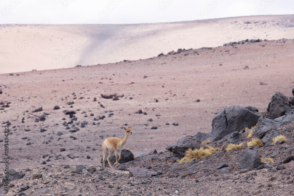 Animales en libertad, llamas en lagunas altiplanicas Animales en libertad, llamas en lagunas altiplanicas
