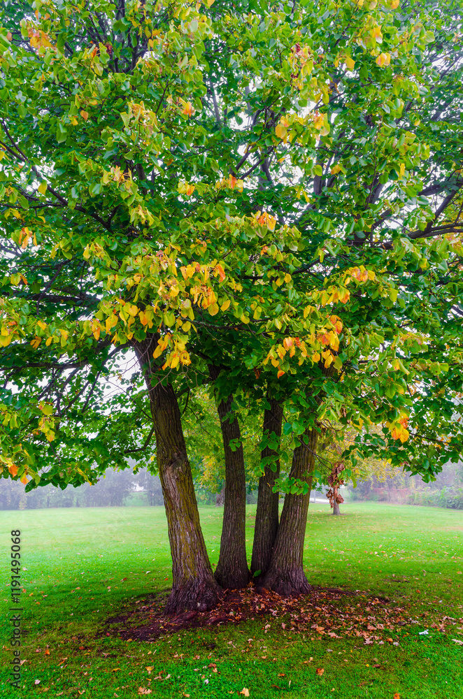 Naklejka premium Four close trees protruding through the morning fog in the early fall