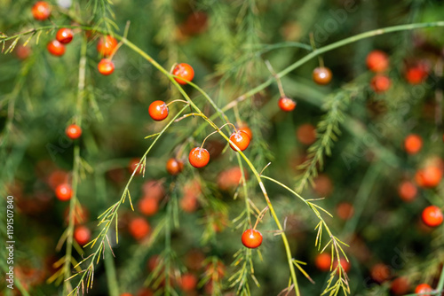 Red asparagus berries in the garden. photo