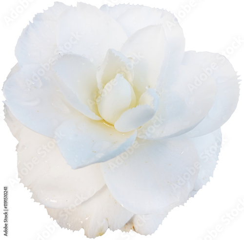 White rose isolated on white background. Top view. Flat lay.