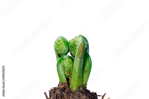 Matteuccia or Ostrich Fern on a White Background. Young Edible Leafs of Fern Matteuccia Struthiopteris. General View of Plant in Early Spring and Young Green Frond photo