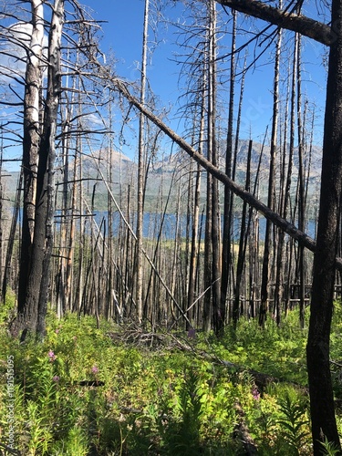 Φωτογραφία Burnt Forest with Regrowth and Scenic Mountain View