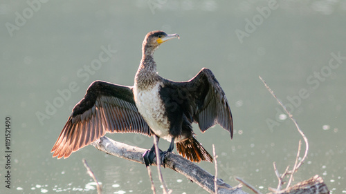 Slika na platnu heron ardea cinerea