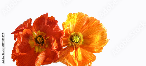 Wallpaper Mural A pair of brightly colored poppies flowers, one red and one orange, with intricate petal textures and vivid details, isolated against a clean white background. Banner and copy space Torontodigital.ca