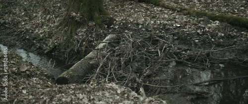 Water flowing through the forest