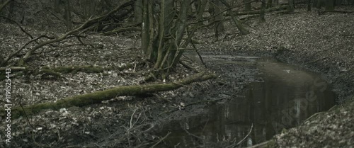 Forest with a stream and fallen trees anamorphic