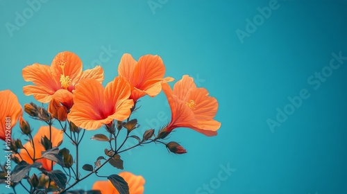 Bright orange hibiscus flower in full bloom against a blue background with gr...