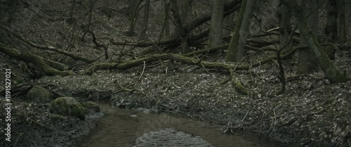 Forest with a stream and fallen trees anamorphic