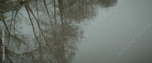 Reflection of trees in water anamorphic