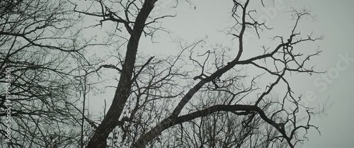 Leafless tree anamorphic