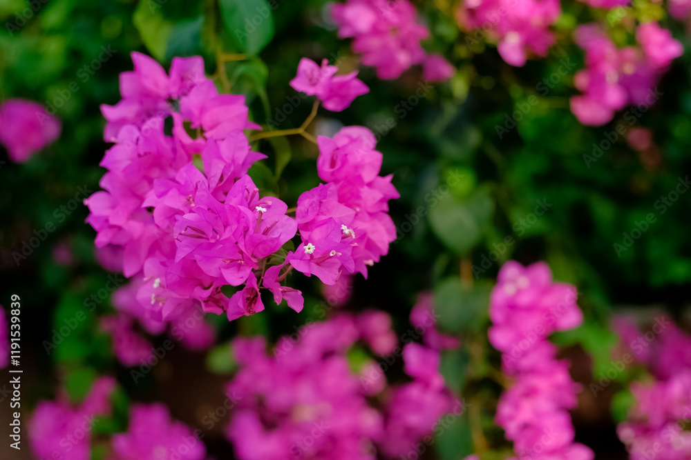 Vibrant Pink Bougainvillea Blossoms in Full Bloom Close-Up Spring Background Vibrant Pink Bougainvillea Blossoms in Full Bloom Close-Up Spring Background
