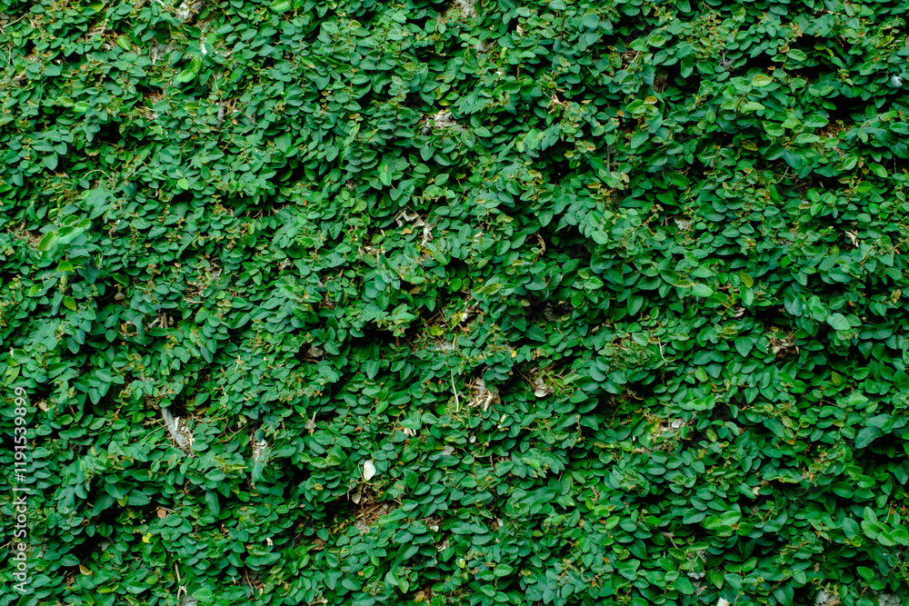 Dense Green Ivy Covering a Vertical Wall for Natural Texture Dense Green Ivy Covering a Vertical Wall for Natural Texture