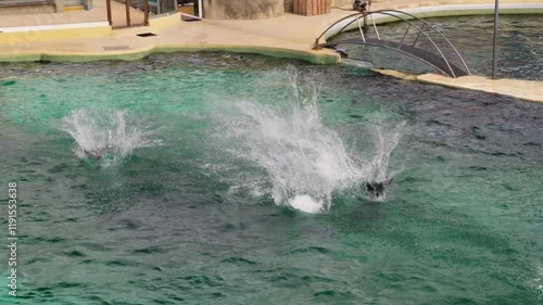 Dolphin show in the open air dolphinarium.